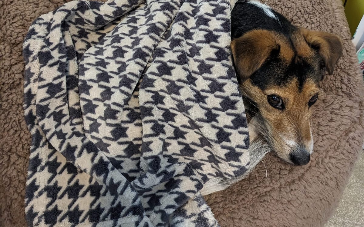 A tri-coloured Jack Russell terrier peeks out from under a fleece dogtooth print lanket on a plush brown bean bag chair
