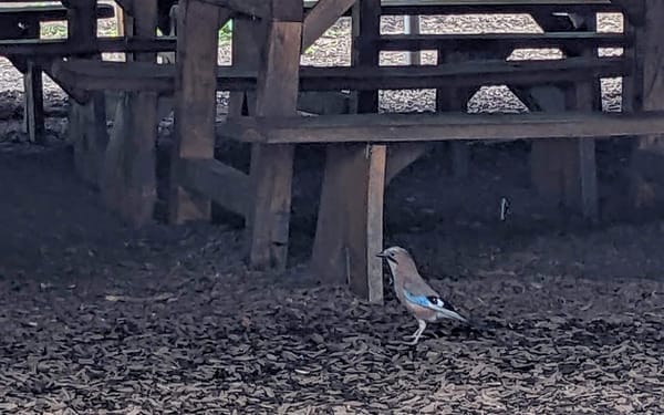 A eurasian jay stands by a picnic bench